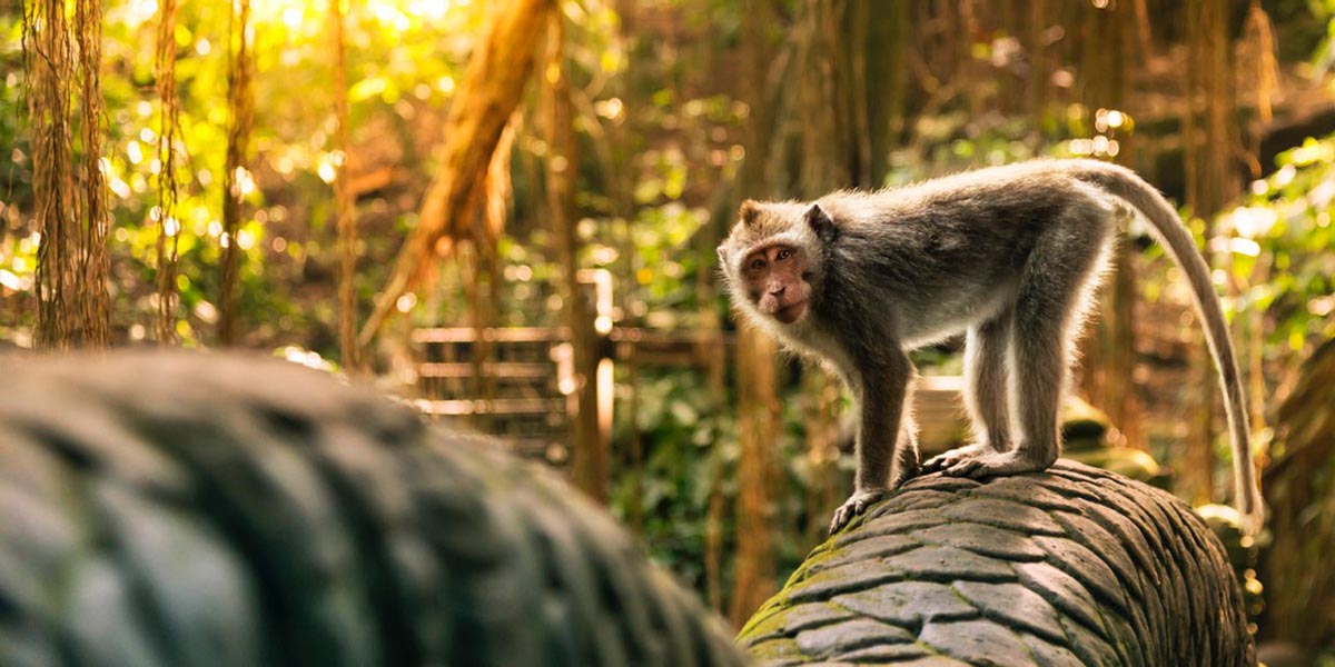 Monkey in Sacred Monkey Forest Sanctuary